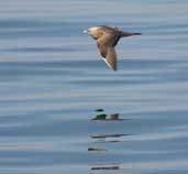 Juvenile Arctic Skua, Aberlady, Lothian, Scotland, September 2002 - click for larger image