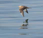 Juvenile Arctic Skua, Aberlady, Lothian, Scotland, September 2002 - click for larger image