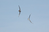 Skua chasing Gull, Aberlady, Lothian, Scotland, September 2002 - click for larger image