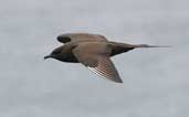 Dark morph Arctic Skua, Orkney, Scotland, May 2003 - click for larger image