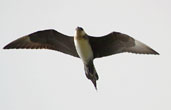 Light morph Arctic Skua, Westray, Orkney, Scotland, May 2003 - click for larger image