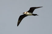 Light morph Arctic Skua, Westray, Orkney, Scotland, May 2003 - click for larger image