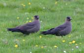 Dark morph Arctic Skua, Westray, Orkney, Scotland, May 2003 - click for larger image