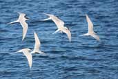 Arctic Tern, Westray Orkney , Scotland, May 2003 - click for larger image