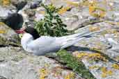 Arctic Tern, Farne Islands, England, June 2003 - click for larger image