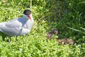 Arctic Ternwith chicks, Farne Islands, England, June 2003 - click for larger image