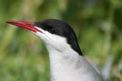 Arctic Tern, Farne Islands, England, June 2003 - click for larger image