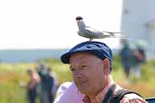 Arctic Tern, Farne Islands, England, June 2003 - click for larger image