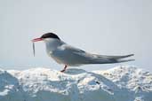 Arctic Tern, Farne Islands, England, June 2003 - click for larger image