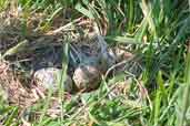 Arctic Tern eggs, Farne Islands, England, June 2003 - click for larger image