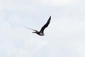 Pomarine Skua, St Kilda, Scotland, August 2003 - click for larger image