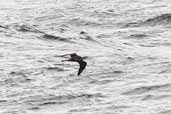 Pomarine Skua, St Kilda, Scotland, August 2003 - click for larger image