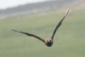 Great Skua, Fetlar, Shetland, Scotland, May 2004 - click for larger image