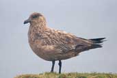 Great Skua, North Rona, Scotland, May 2005 - click for larger image