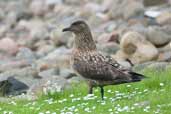 Great Skua, Hoy, Orkney, Scotland, May 2003 - click for larger image