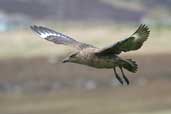 Great Skua, Hoy, Orkney, Scotland, May 2003 - click for larger image