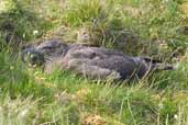 Great Skua juvenile, St. Kilda, Scotland, August 2003 - click for larger image