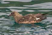 Great Skua, St. Kilda, Scotland, August 2003 - click for larger image