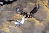 Great Skua robbing Gannet, St. Kilda, Scotland, August 2003 - click for larger image