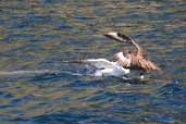 Great Skua robbing Gannet, St. Kilda, Scotland, August 2003 - click for larger image