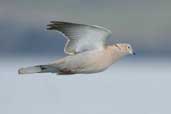 Collared Dove, Shetland, Scotland, May 2004 - click for larger image