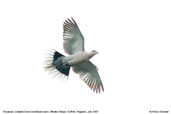 Collared Dove, Monks Eleigh, Suffolk, England, September 2007 - click for larger image