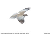 Collared Dove, Monks Eleigh, Suffolk, England, September 2007 - click for larger image