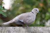 Collared Dove, Monks Eleigh, Suffolk, England, September 2007 - click for larger image