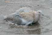 Collared Dove, Edinburgh, Scotland, November 2003 - click for larger image