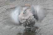 Collared Dove, Edinburgh, Scotland, November 2003 - click for larger image