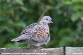 Turtle Dove, Monks Eleigh, Suffolk, England, June 2007 - click for larger image