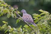 Turtle Dove, Monks Eleigh, Suffolk, England, June 2007 - click for larger image