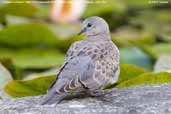 Juvenile Turtle Dove, Monks Eleigh, Suffolk, England, July 2007 - click for larger image