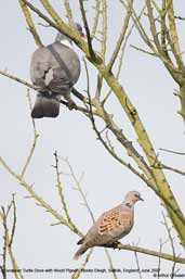 Turtle Dove with Wood Pigeon, Monks Eleigh, Suffolk, England, July 2007 - click for larger image