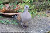 Turtle Dove, Monks Eleigh, Suffolk, England, August 2007 - click for larger image