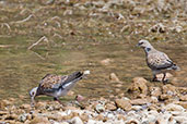 Turtle Dove, Merzouga, Morocco, April 2014 - click for larger image