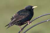 Starling, Mainland, Shetland, Scotland, May 2004 - click for larger image