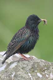 Starling, Fetlar, Shetland, Scotland, May 2004 - click for larger image