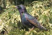 Starling, Edinburgh, Scotland, April 2005 - click for larger image