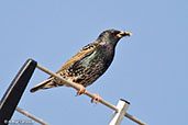 Starling, Monks Eleigh, Suffolk, England, May 2008 - click for larger image
