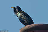 Starling, Monks Eleigh, Suffolk, England, April 2015 - click for larger image
