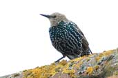 Juvenile - 1st winter Starling, Bicester, England, September 2002 - click for larger image