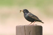 Starling, Orkney, Scotland, May 2003 - click for larger image