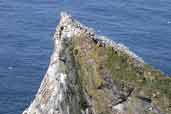 Gannetry at Humla Stack, Hermaness, Unst, Shetland, Scotland, May 2004 - click for larger image