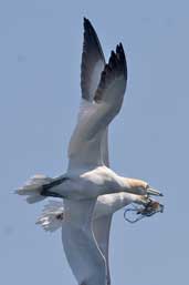 Gannet, Sula Sgeir, Western Isles, Scotland, May 2005 - click for larger image