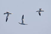 Gannet, Sula Sgeir, Western Isles, Scotland, May 2005 - click for larger image