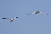 Gannet, Sula Sgeir, Western Isles, Scotland, May 2005 - click for larger image