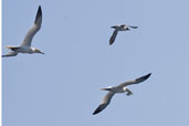 Gannet, Sula Sgeir, Western Isles, Scotland, May 2005 - click for larger image