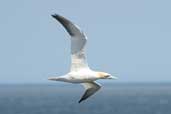 Adult Gannet, Tyninghame. East Lothian, Scotland, June 2002 - click for larger image