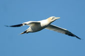 Adult Gannet, Tynninghame, East Lothian, Scotland, September 2002 - click for larger image